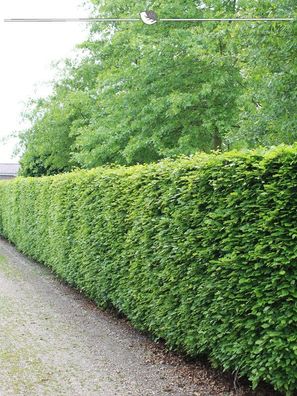 Rotbuche Fagus sylvatica 80-100 cm Wurzelnackt, 25x Heckenpflanze (Gr. 80-100)