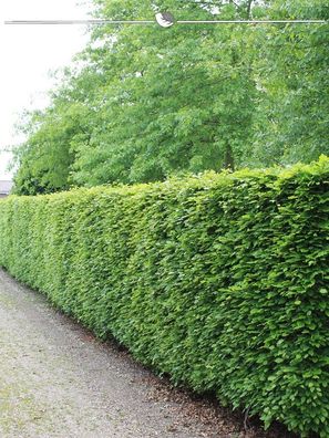 Rotbuche Fagus sylvatica 100-125 cm Wurzelnackt, 150x Heckenpflanze (Gr. 100-125)