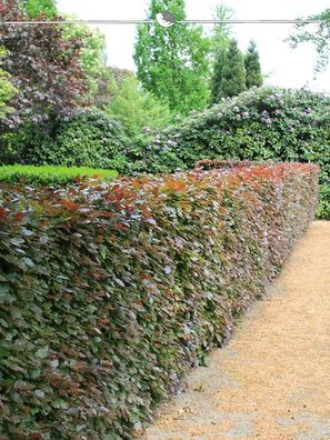 Blutbuche Fagus sylvatica Atropunicea 60-80 cm Wurzelnackt, 125x Heckenpflanze