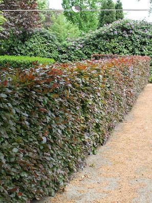 Blutbuche Fagus sylvatica Atropunicea 80-100 cm Wurzelnackt, 200x Heckenpflanze