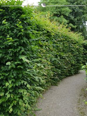 Hainbuche Carpinus betulus 125-150 cm im Topf, 10x Heckenpflanze (Gr. 125-150)