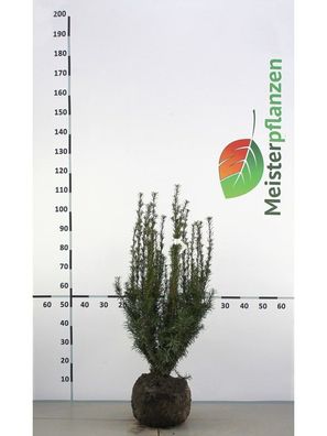 Fruchtende Bechereibe Taxus media Hicksii 50-60 cm, 10x Heckenpflanze (Gr. 50-60)