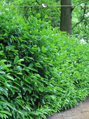 Kirschlorbeer Prunus Novita 180-200 cm, 4x Heckenpflanze (Gr. 180-200)