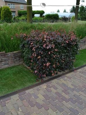 Blutbuche Fagus sylvatica Atropunicea 80-100 cm Wurzelnackt, 350x Heckenpflanze