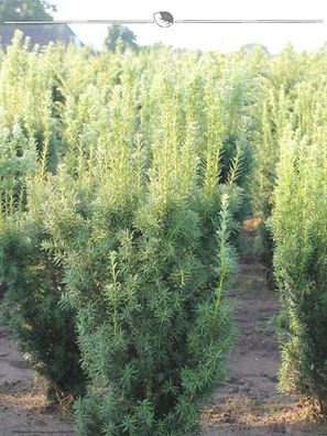 Nicht-Fruchtende Bechereibe Taxus media Hillii 140-160 cm, 20x Heckenpflanze