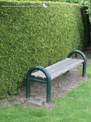Lebensbaum Thuja Brabant 120-140 cm im Topf, 25x Heckenpflanze (Gr. 120-140)