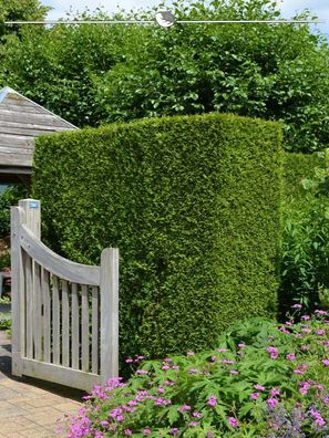 Lebensbaum Thuja Brabant 140-160 cm im Topf, 40x Heckenpflanze (Gr. 140-160)