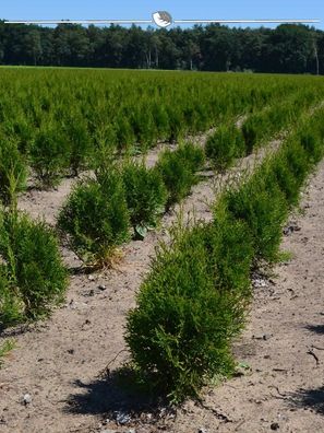 Lebensbaum Thuja Smaragd 60-80 cm im Topf, 12x Heckenpflanze (Gr. 60-80)