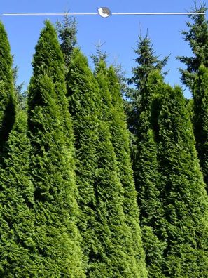 Lebensbaum Thuja Smaragd 120-140 cm im Topf, 18x Heckenpflanze (Gr. 120-140)