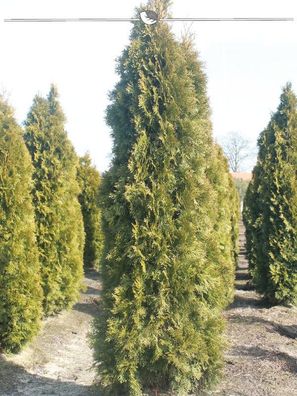 Lebensbaum Thuja Smaragd 160-180 cm im Topf, 25x Heckenpflanze (Gr. 160-180)