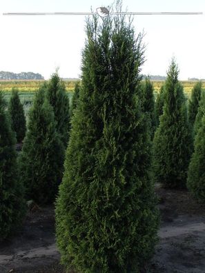 Lebensbaum Thuja Smaragd 180-200 cm im Topf, 7x Heckenpflanze (Gr. 180-200)