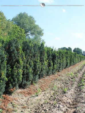 Fruchtende Bechereibe Taxus media Hicksii 60-80 cm im Topf, 10x Heckenpflanze