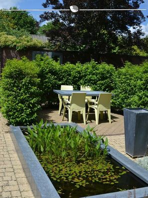 Portugiesischer Kirschlorbeer Prunus Angustifolia 60-80 cm im Topf, 10x Heckenpflanze