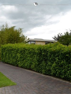 Portugiesischer Kirschlorbeer Prunus Angustifolia 80-100 cm im Topf, 15x (Gr. 80-100)