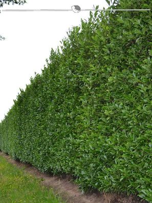 Kirschlorbeer Prunus Caucasica 40-60 cm im Topf, 15x Heckenpflanze (Gr. 40-60)