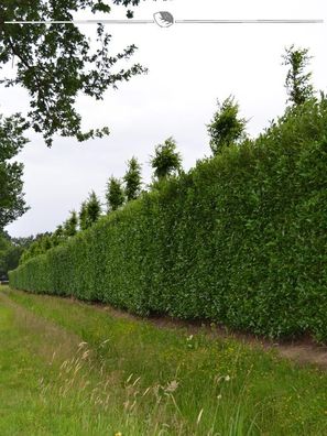 Kirschlorbeer Prunus Caucasica 60-80 cm im Topf, 40x Heckenpflanze (Gr. 60-80)