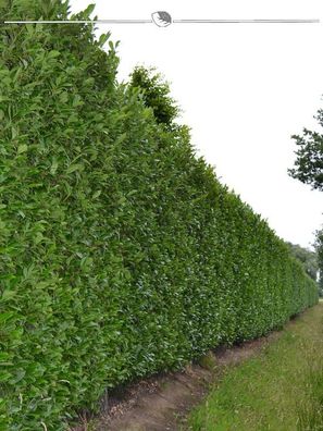 Kirschlorbeer Prunus Caucasica 80-100 cm im Topf, 12x Heckenpflanze (Gr. 80-100)