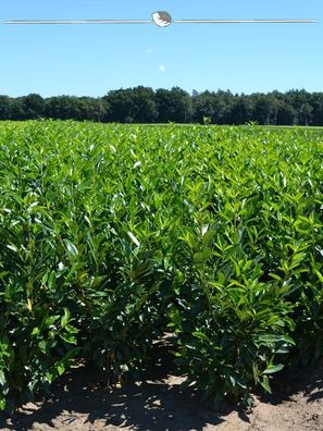 Kirschlorbeer Prunus Caucasica 80-100 cm im Topf, 15x Heckenpflanze (Gr. 80-100)