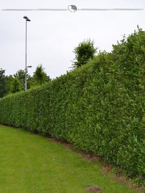 Kirschlorbeer Prunus Caucasica 100-120 cm im Topf, 25x Heckenpflanze (Gr. 100-120)