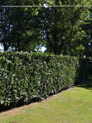 Kirschlorbeer Prunus Herbergii 40-60 cm im Topf, 10x Heckenpflanze (Gr. 40-60)