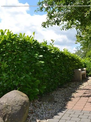 Großblättriger Kirschlorbeer Prunus Rotundifolia 80-100 cm im Topf, 18x Heckenpflanze