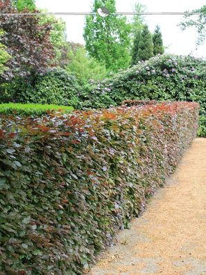 Blutbuche Fagus sylvatica Atropunicea 100-125 cm im Topf, 15x Heckenpflanze