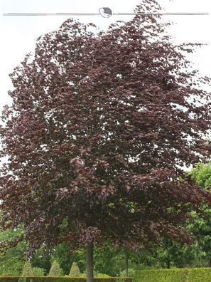 Blutbuche Fagus sylvatica Atropunicea 125-150 cm im Topf, 5x Heckenpflanze