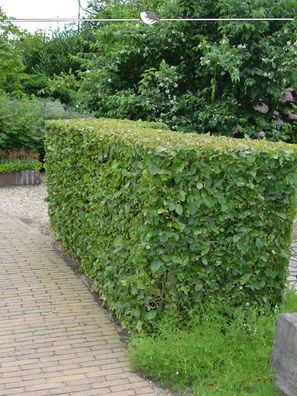 Hainbuche Carpinus betulus 60-80 cm Wurzelnackt, 125x Heckenpflanze (Gr. 60-80)