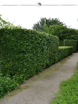 Hainbuche Carpinus betulus 125-150 cm Wurzelnackt, 150x Heckenpflanze (Gr. 125-150)