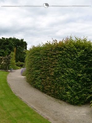 Hainbuche Carpinus betulus 80-100 cm Wurzelnackt, 350x Heckenpflanze (Gr. 80-100)