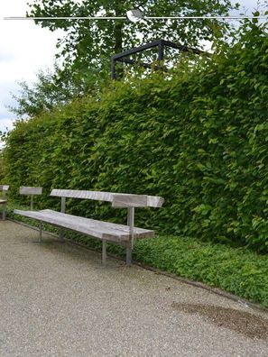 Hainbuche Carpinus betulus 175-200 cm Wurzelnackt, 500x Heckenpflanze (Gr. 175-200)