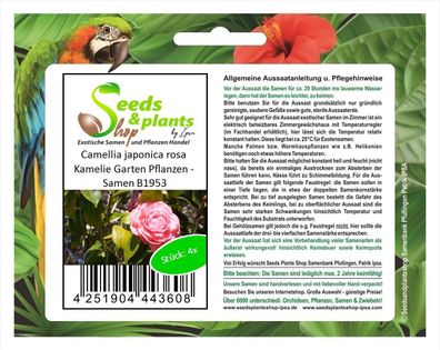 4x Camellia japonica rosa Kamelie Garten Pflanzen - Samen B1953