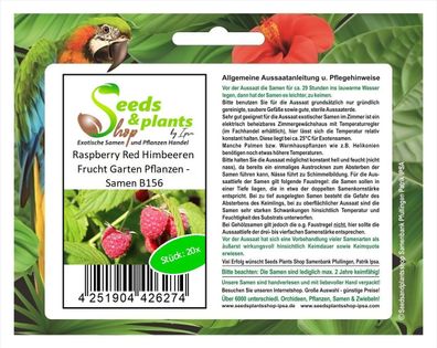 20x Raspberry Red Himbeeren Frucht Garten Pflanzen - Samen B156