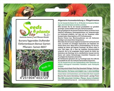 2x Bursera fagaroides Duftender Elefantenbaum Bonsai Garten Pflanzen- Samen B837