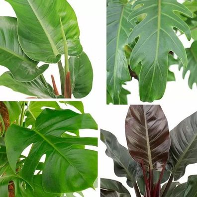 Philodendron 'Imperial Green' - Baumfreund - Zimmerpflanze - Grünpflanze