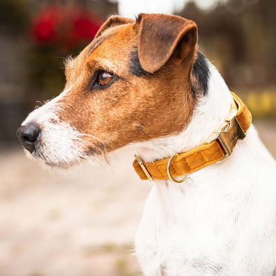 Kentucky Dogwear Halsband Dog Collar "Velvet" - Mustard