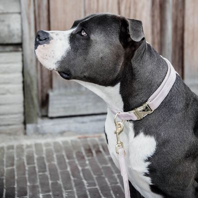 Kentucky Dogwear Halsband Dog Collar "Velvet" - Hell Rosa