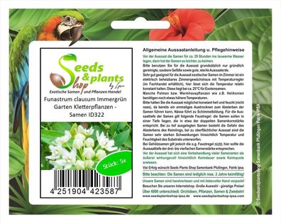 5x Funastrum clausum Garten Kletterpflanzen - Samen ID322