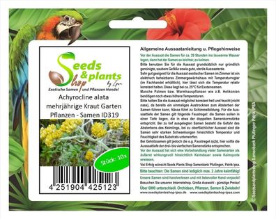 10x Achyrocline alata mehrjährige Kraut Garten Pflanzen - Samen ID319