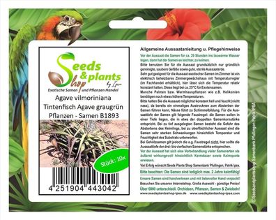 10x Agave vilmoriniana Tintenfisch Agave graugrün Pflanzen - Samen B1893