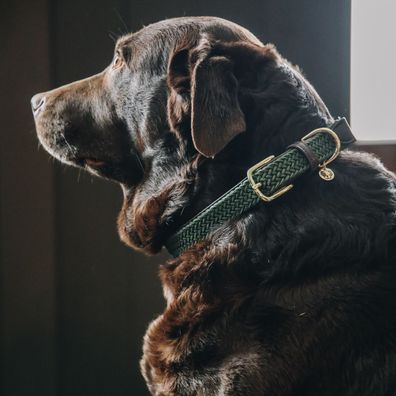 Kentucky Dogwear Halsband Plaited Nylon Dog collar - Olivegreen