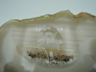 Swarovski Crystal Blatt
