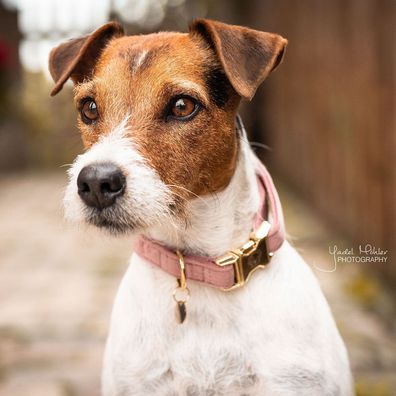 Kentucky Dogwear Halsband Dog Collar "Velvet" - Old Rose