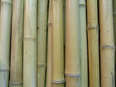 Bambusrohr Bambusstange Bambushalm Bambus Paketpreis 10 x 3-4 cm x 2 m
