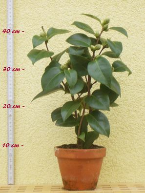 Kamelie "Kihô" - Camellia japonica x chrysanthum - 3-jährige Pflanze (263)