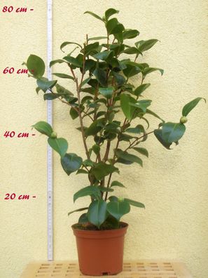 Kamelie "Dresdner Zwinger" - Camellia - 4 bis 5-jährige Pflanze (248)