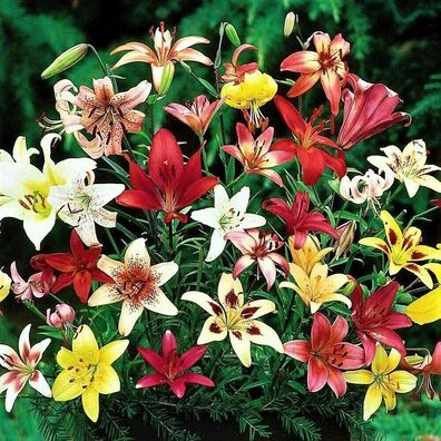 10x Frische Zwiebeln Blumenzwiebeln Orientalische Lilien " Mix " bis 160cm Höhe