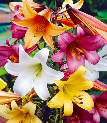 10x Frische Zwiebeln Blumenzwiebeln Lilien " Trumpet Mix " bis 120cm Höhe