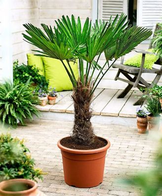 Trachycarpus wagnerianus Frostharte Hanfpalme bis zu 100 cm Gesamthöhe bis -18 C
