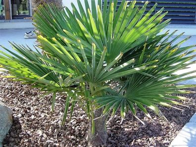 Rarität Frostharte Hanfpalme Trachycarpus Ukhrulensis bis zu 140cm. bis -20 Grad